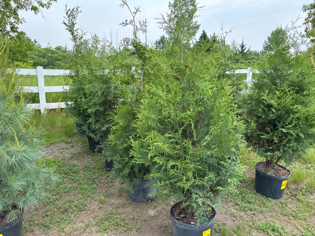 5 American Arborvitae