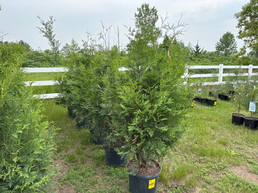 5 American Arborvitae