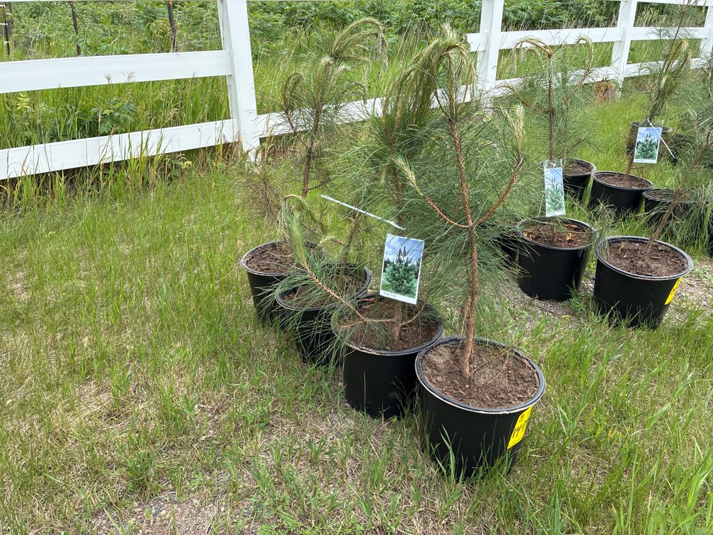 4 Red Pine