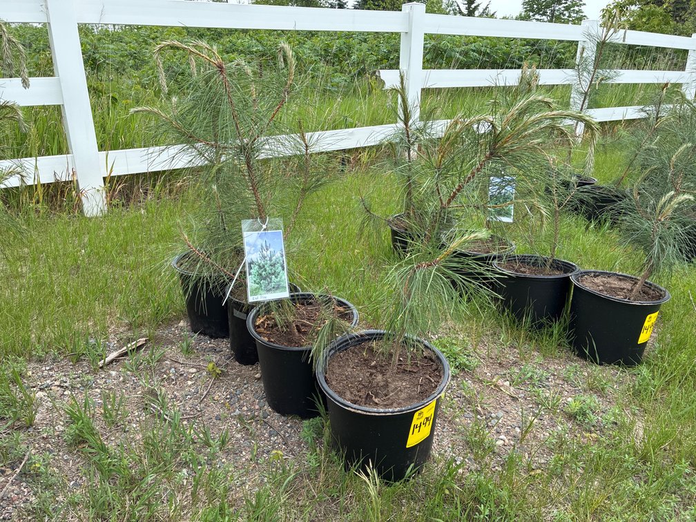 4 Red Pine