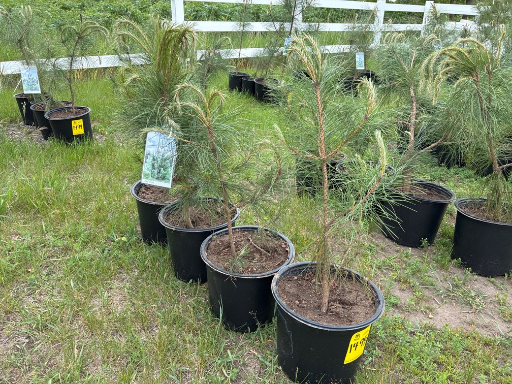 4 Red Pine