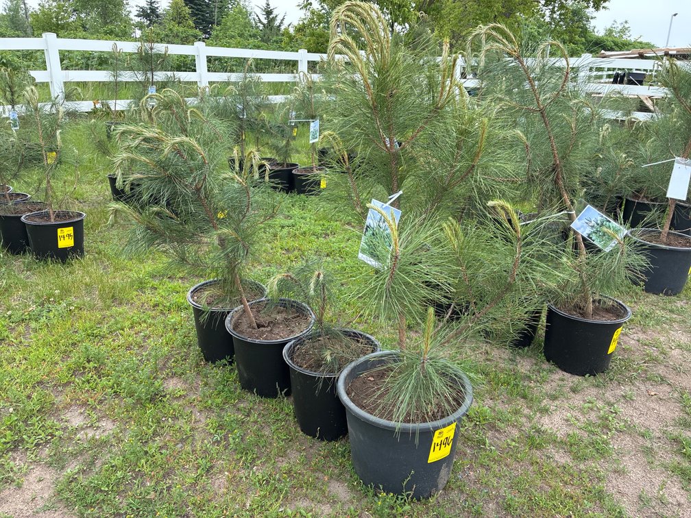 4 Red Pine