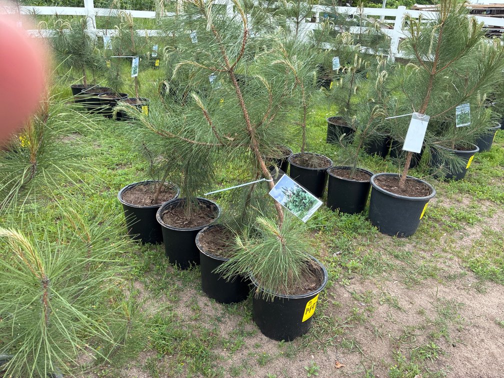 4 Red Pine