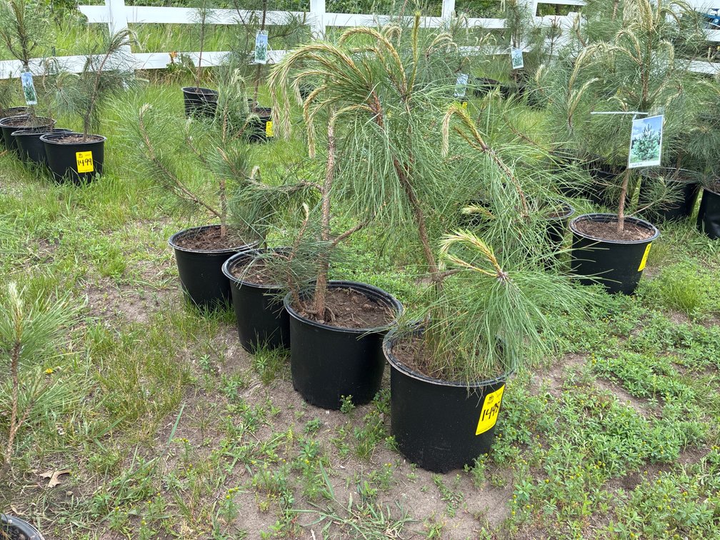 4 Red Pine