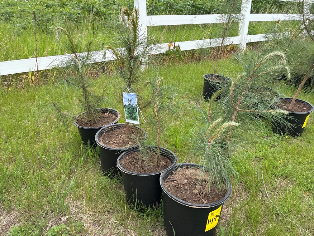 4 Red Pine
