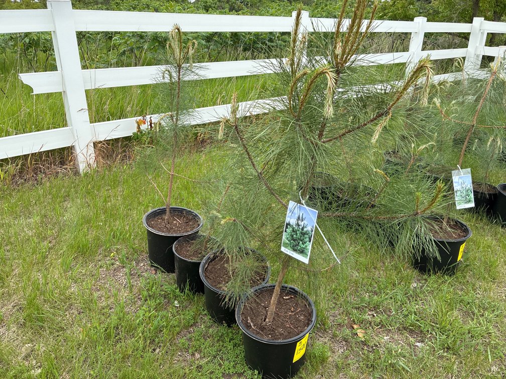 4 Red Pine