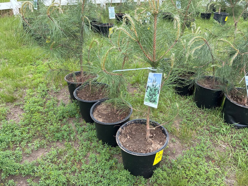 4 Red Pine