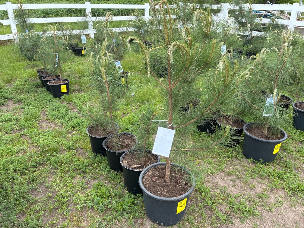 4 Red Pine
