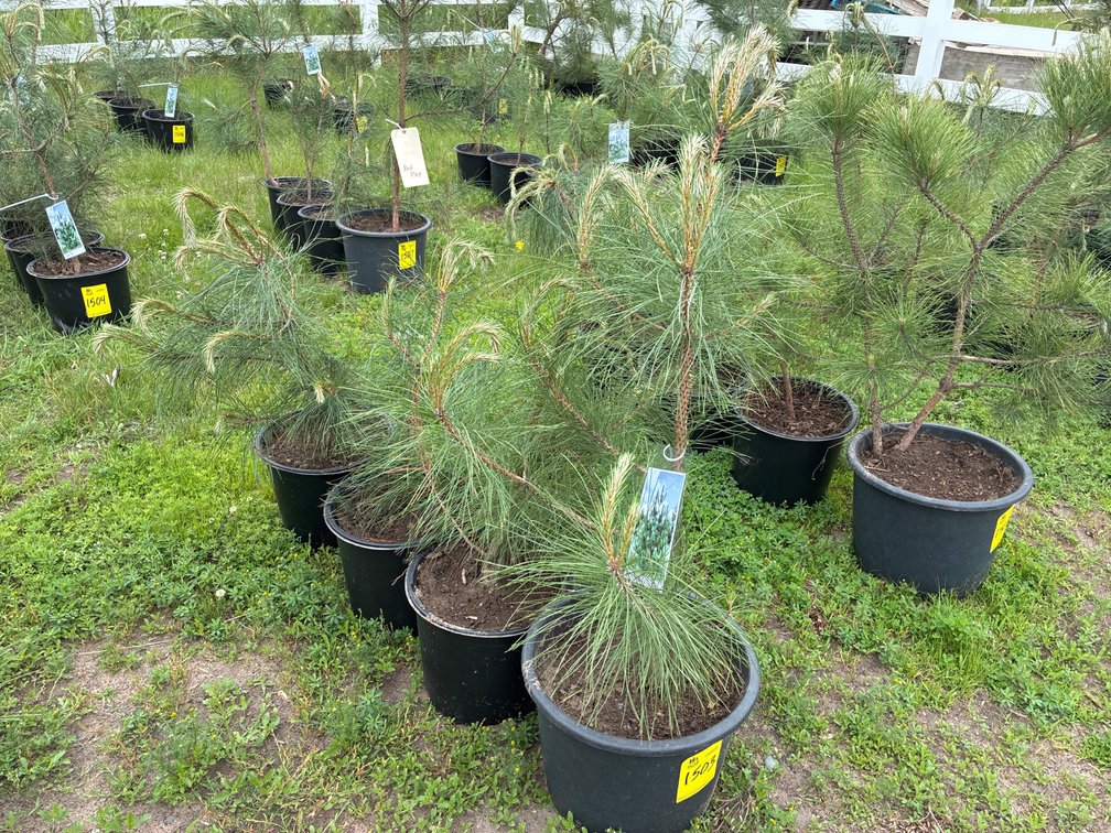 4 Red Pine