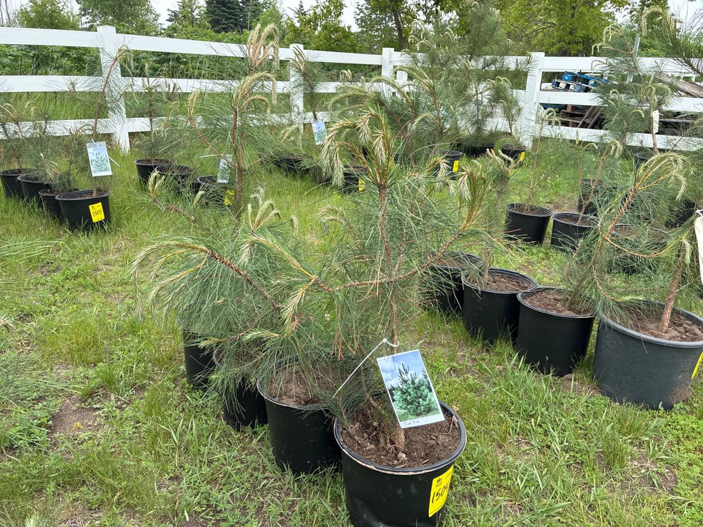 4 Red Pine