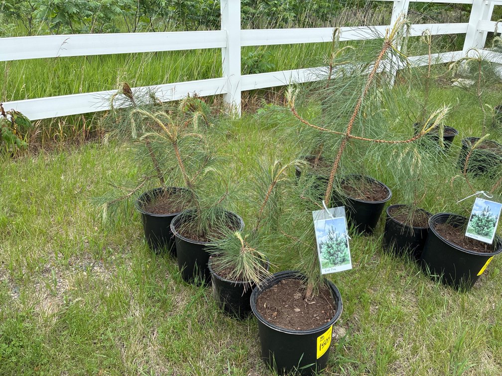 4 Red Pine