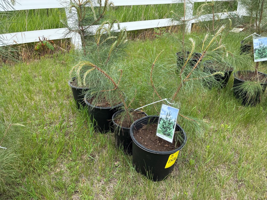 4 Red Pine