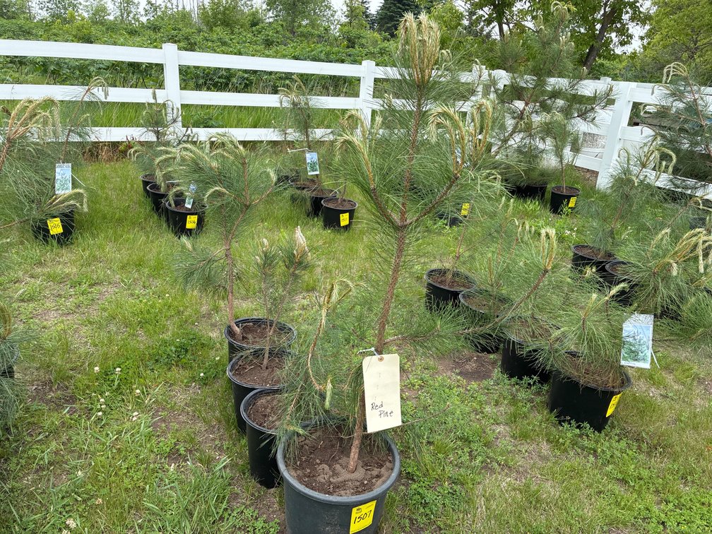 4 Red Pine