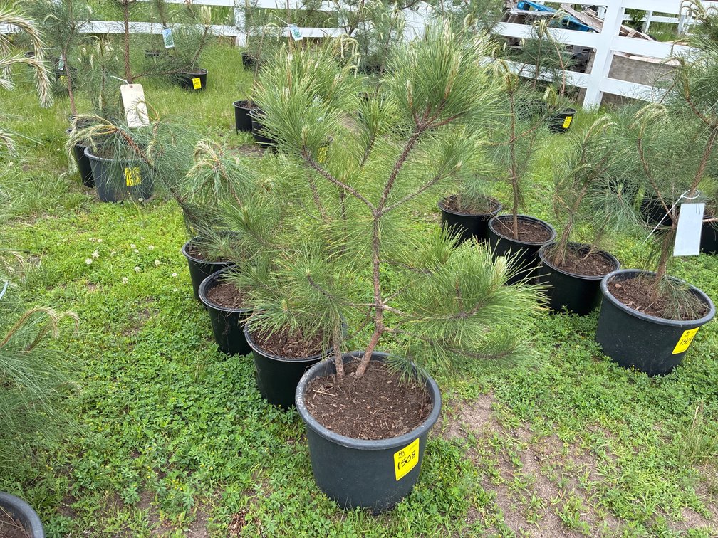 4 Red Pine