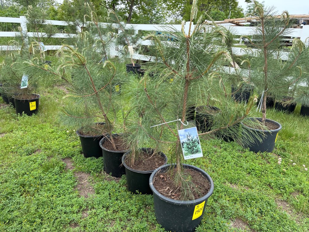 4 Red Pine