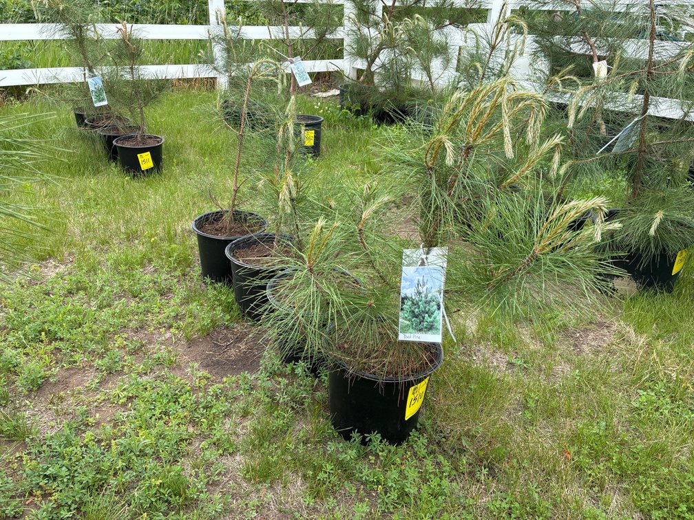 4 Red Pine