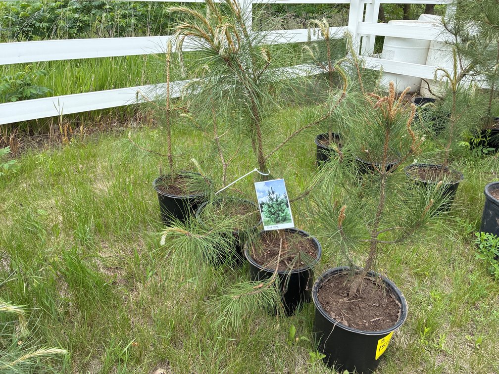 4 Red Pine