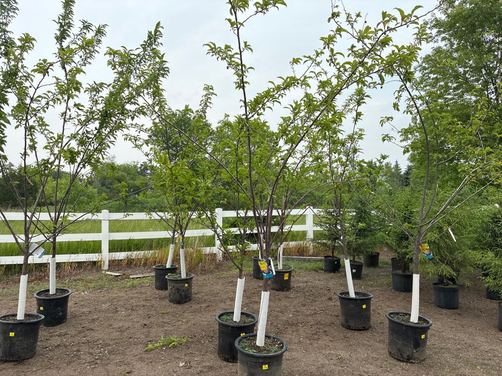 1 Alderman Plum And 1 Superior Plum