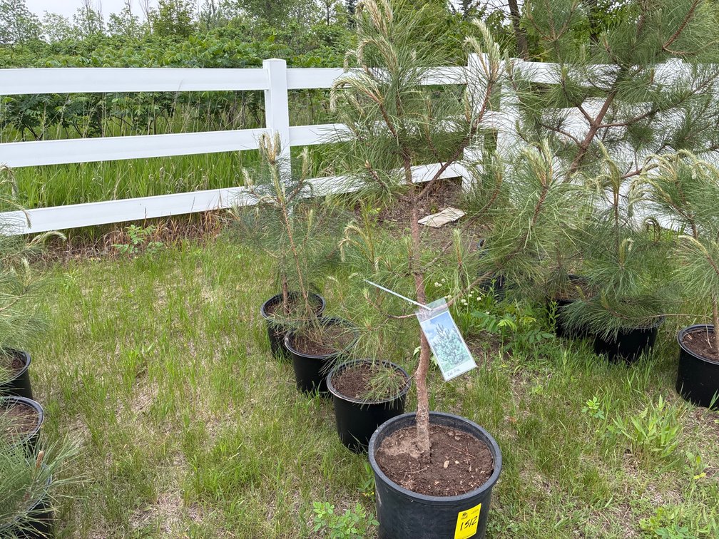 4 Red Pine