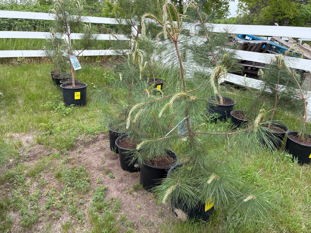4 Red Pine