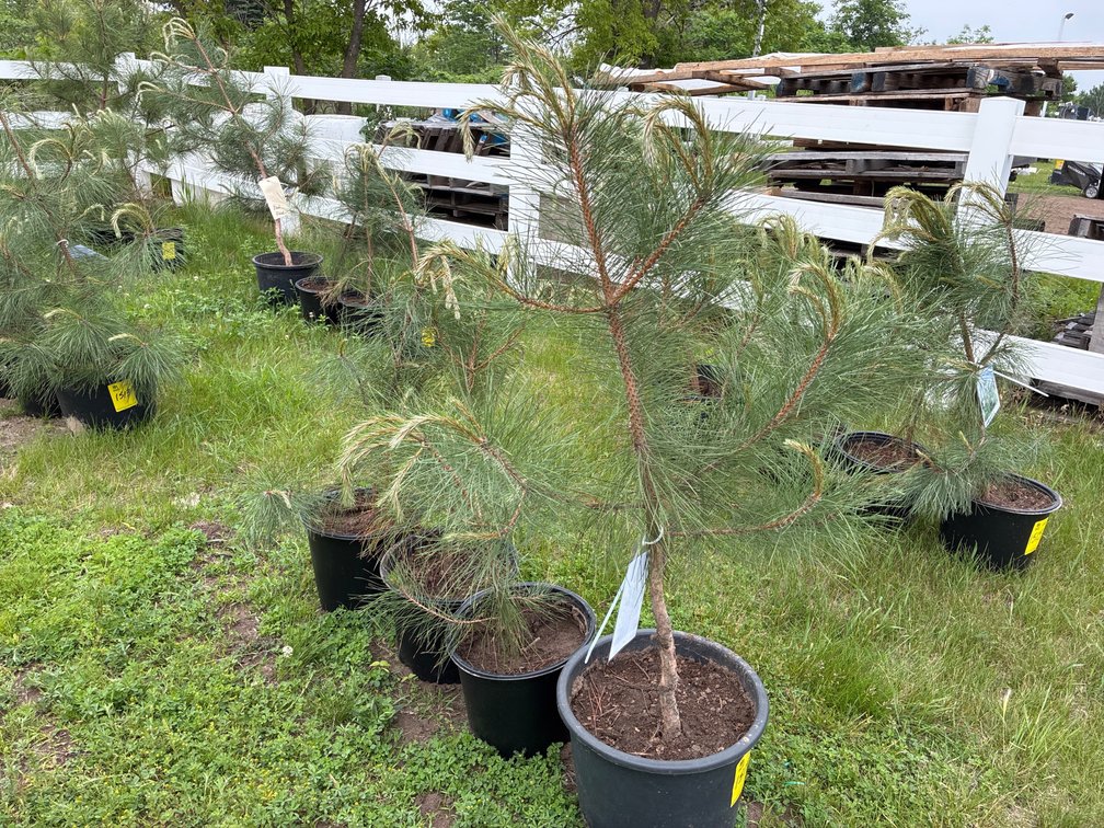 4 Red Pine