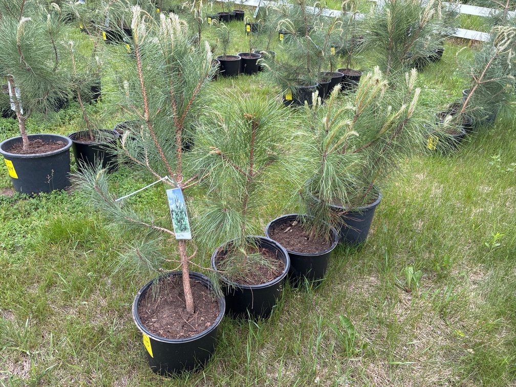 4 Red Pine