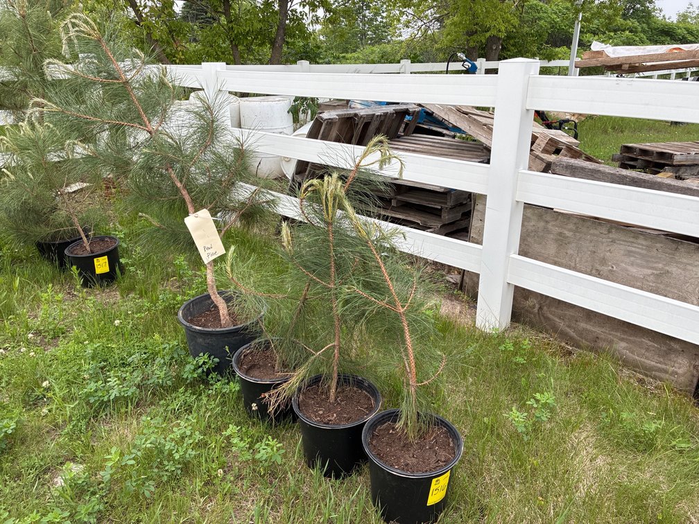 4 Red Pine