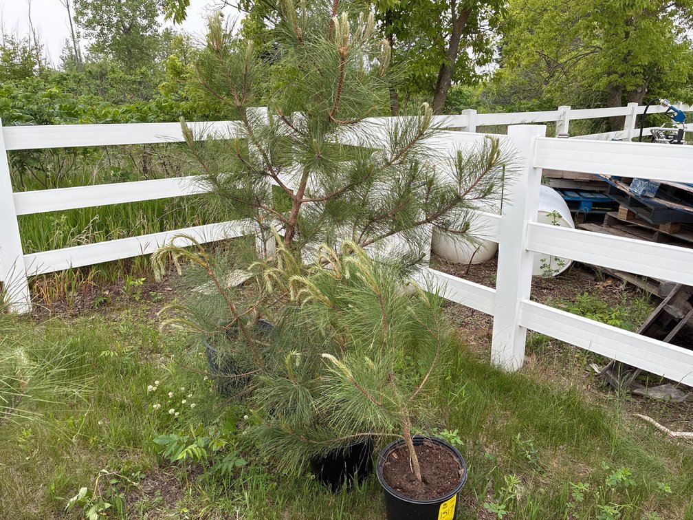 4 Red Pine