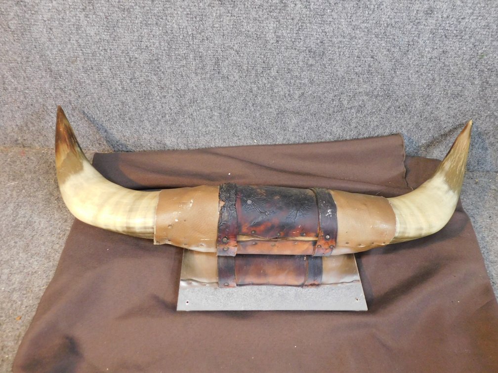 25" Mounted Bull Horn
