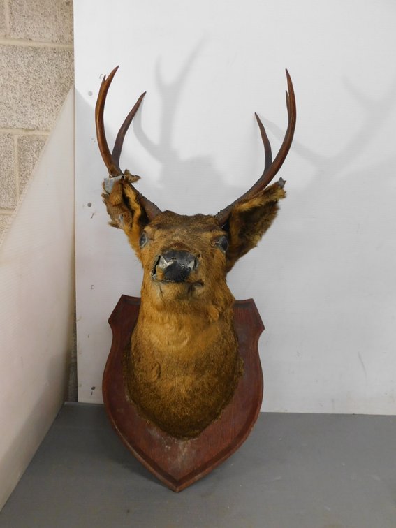 Six Point Deer Mounted, Has Damage