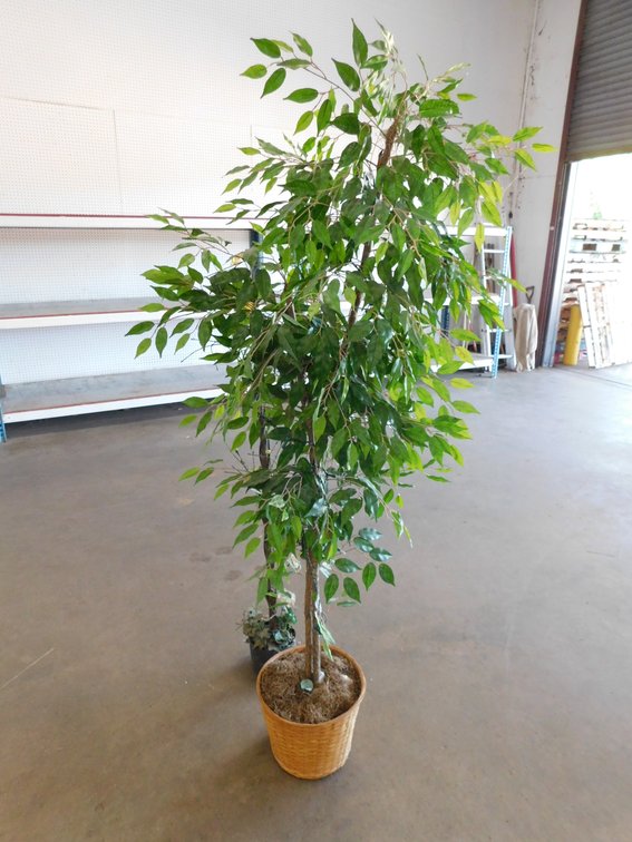 Artificial Ficus Tree 69" T