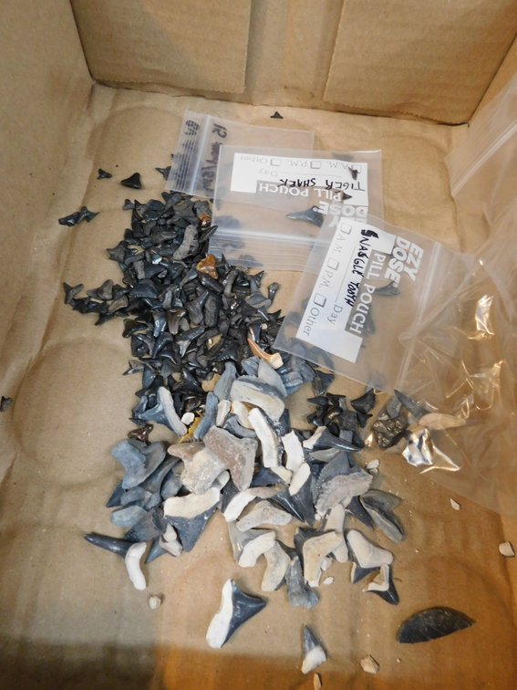 Assorted Shark Teeth
