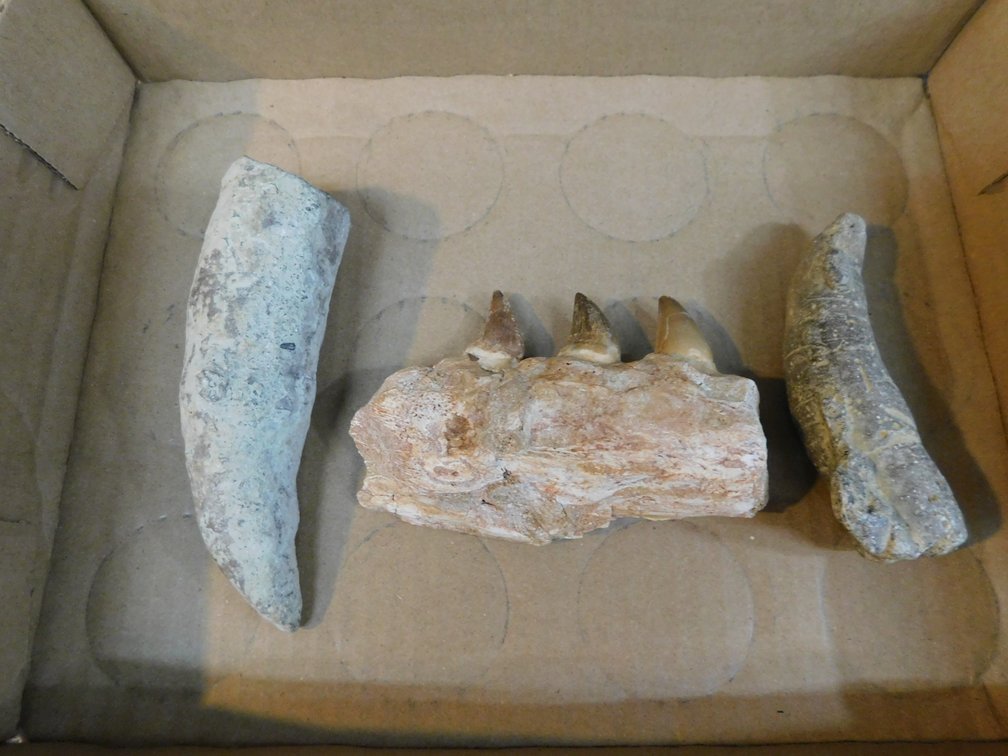 Three Fossils, Please Preview