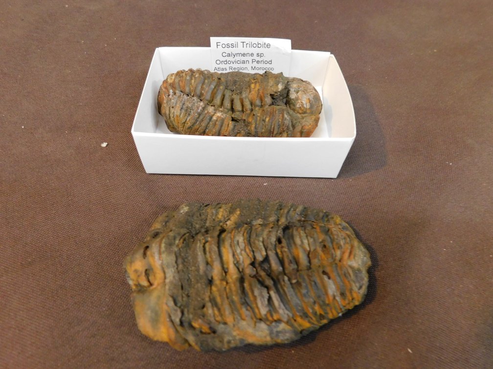 Two Fossils, Please Preview