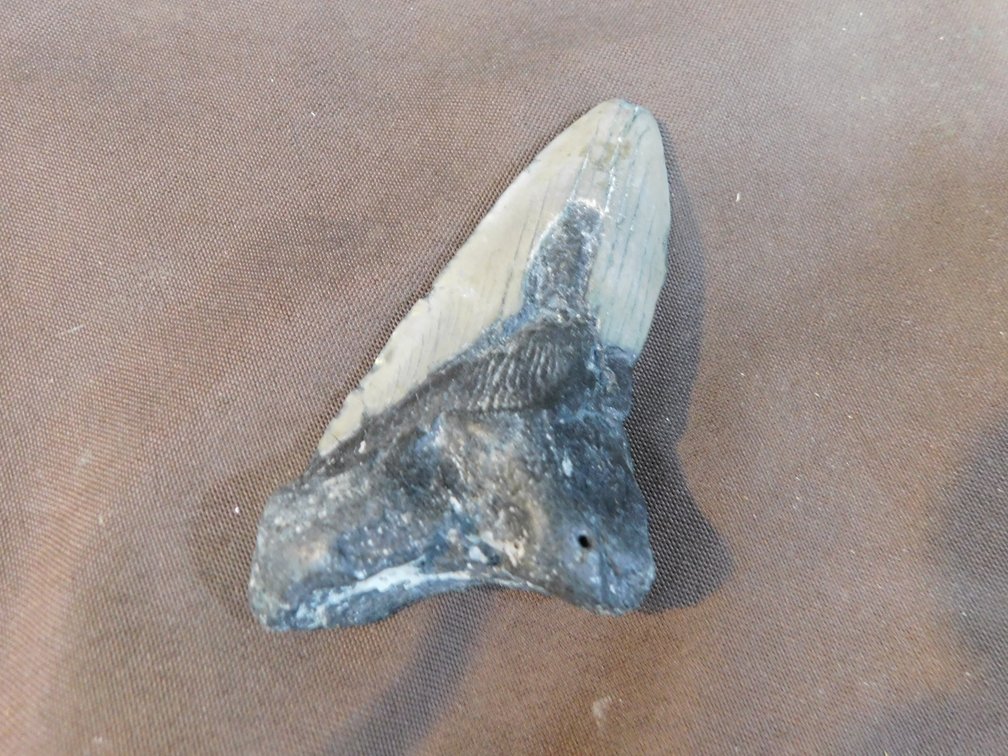 Fossilized Shark Tooth, Please Preview