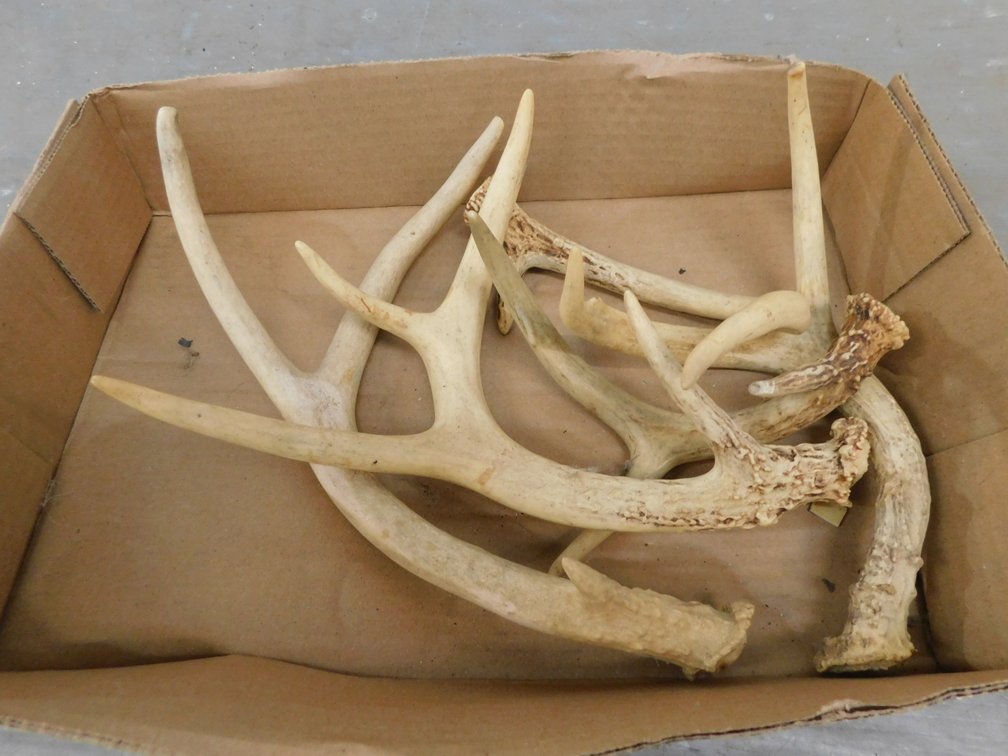 Five Deer Antlers