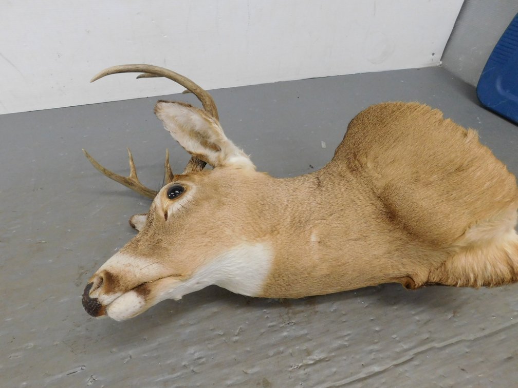 8 Pt White Tail Shoulder Mount Taxidermy by Begley Taxidermist 1984 Kill Date