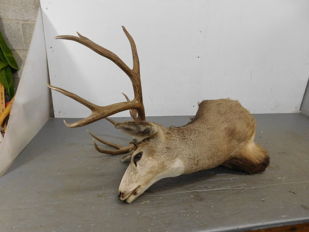 15 Pt Mule Deer Shoulder Mount Taxidermy Width Span 30"