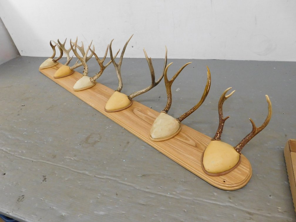Deer Antler Coat Rack
