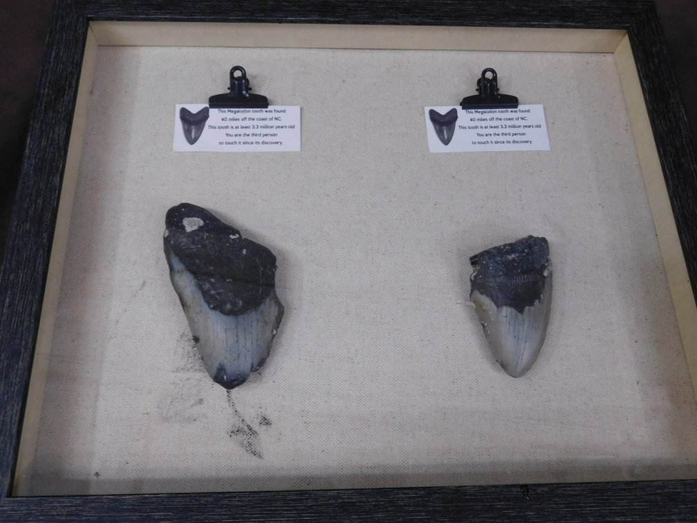 Shadow Box with Megalodon Teeth 14" x 17", Please Preview