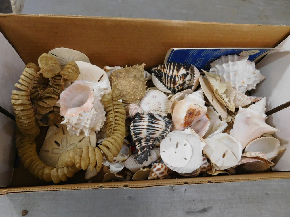 Assorted Shells, Sand Dollars