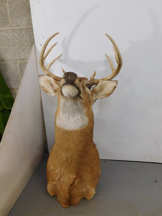 Eight Point Deer Mount