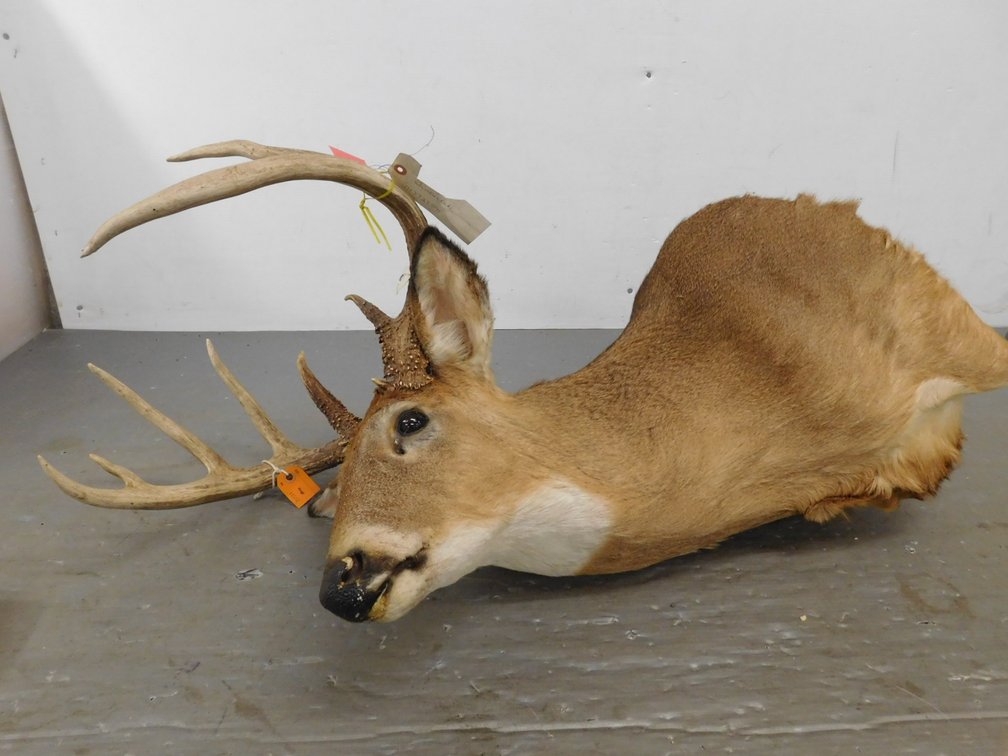 Mounted 12 Point Whitetail Deer