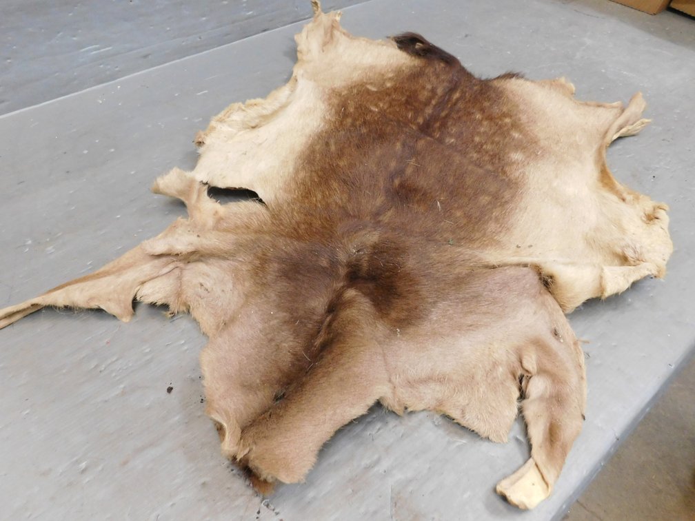 Fallow Deer Hide 32" x 41"