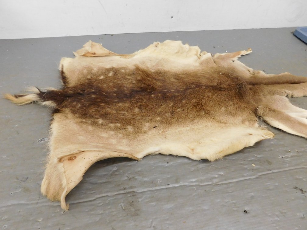 Fallow Deer Hide 29" x 24"