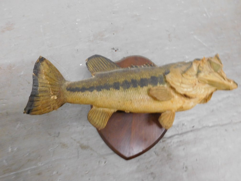 Mounted Small Mouth Bass, has Damage