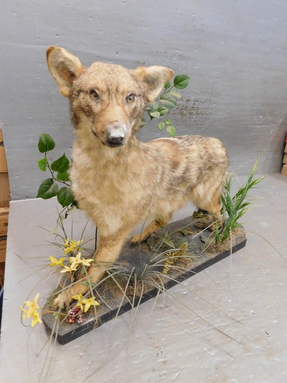 Full-Body Coyote Taxidermy Mount Posed