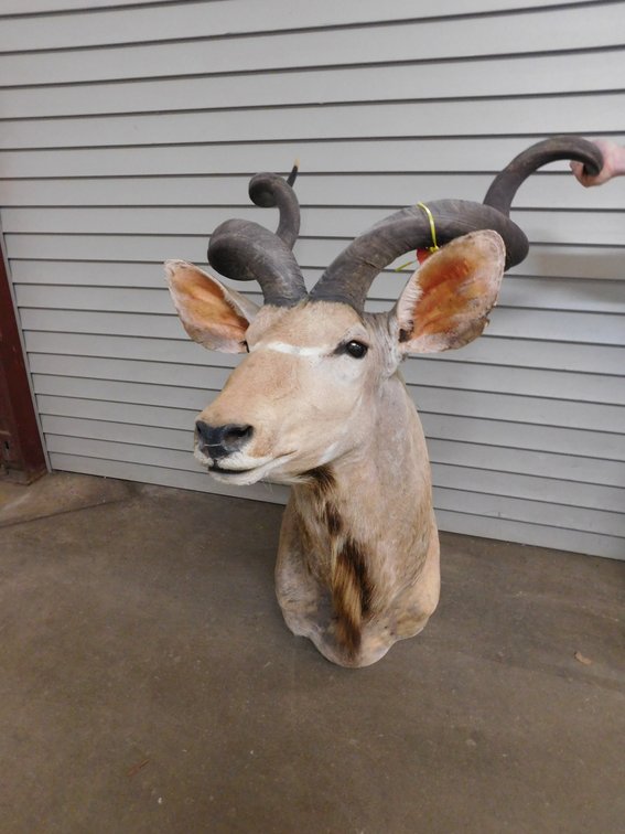 Mounted African Kudu, Please Preview