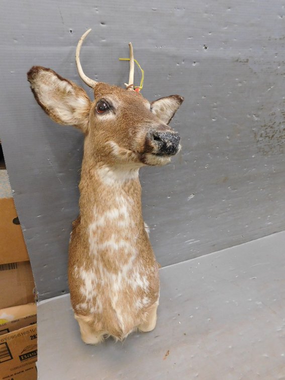 Mounted Piebald Two Point Deer