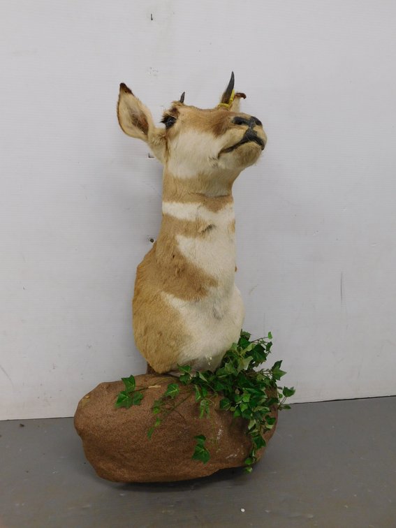 Mounted Prong horned Antelope
